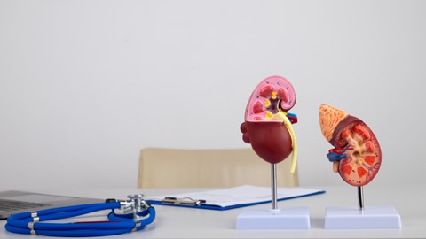 You are currently viewing Decoding Renal Biopsy: Understanding the Procedure and Its Significance